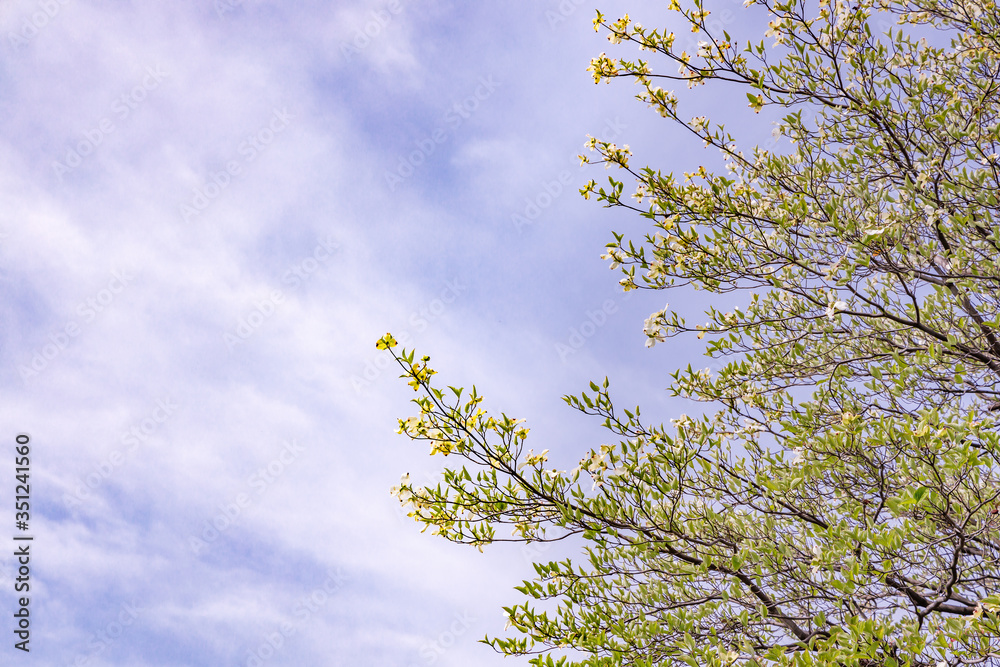 新緑の木と青空