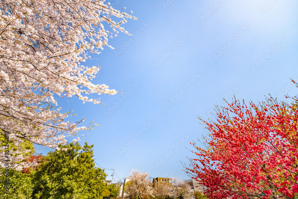 都会に咲く綺麗な桜