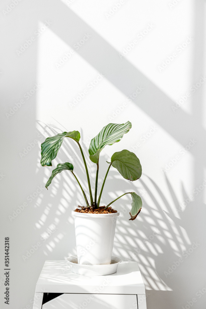 白墙旁的Calathea Orbifolia