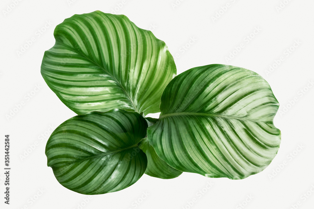 Calathea Orbifolia leaves isolated on background mockup