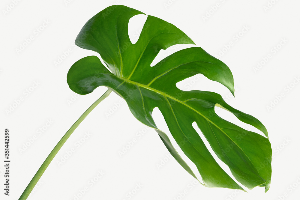 Monstera delicosa plant leaf on a white background mockup