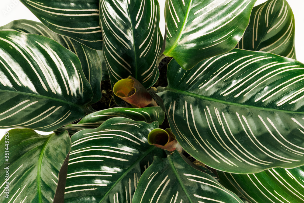 Calathea Ornata的特写离开背景