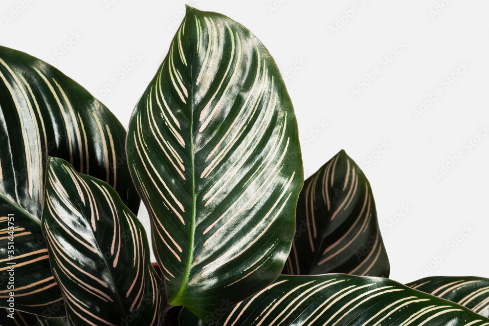 Calathea Ornata树叶图案背景