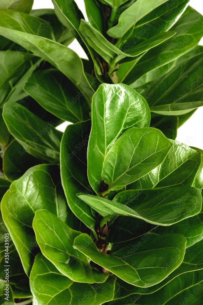 白色背景下的Fiddle leaf无花果植物特写