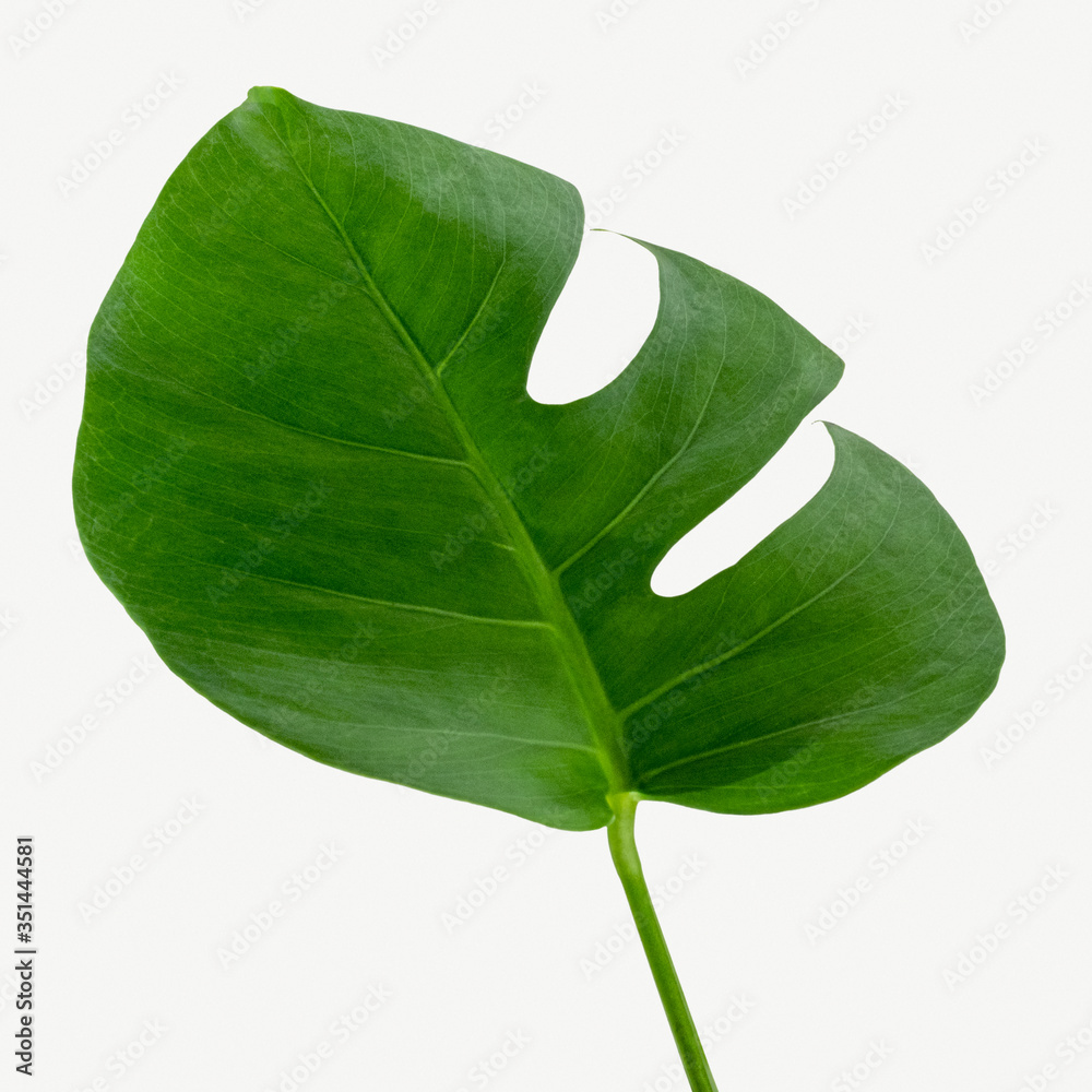 Monstera delicosa plant leaf  on a white background