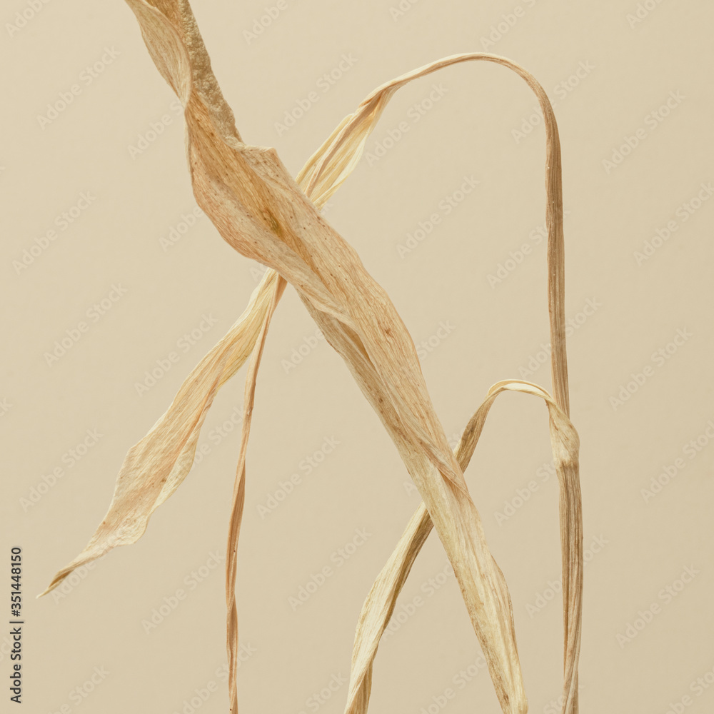 Dried tulip flower on a brown background