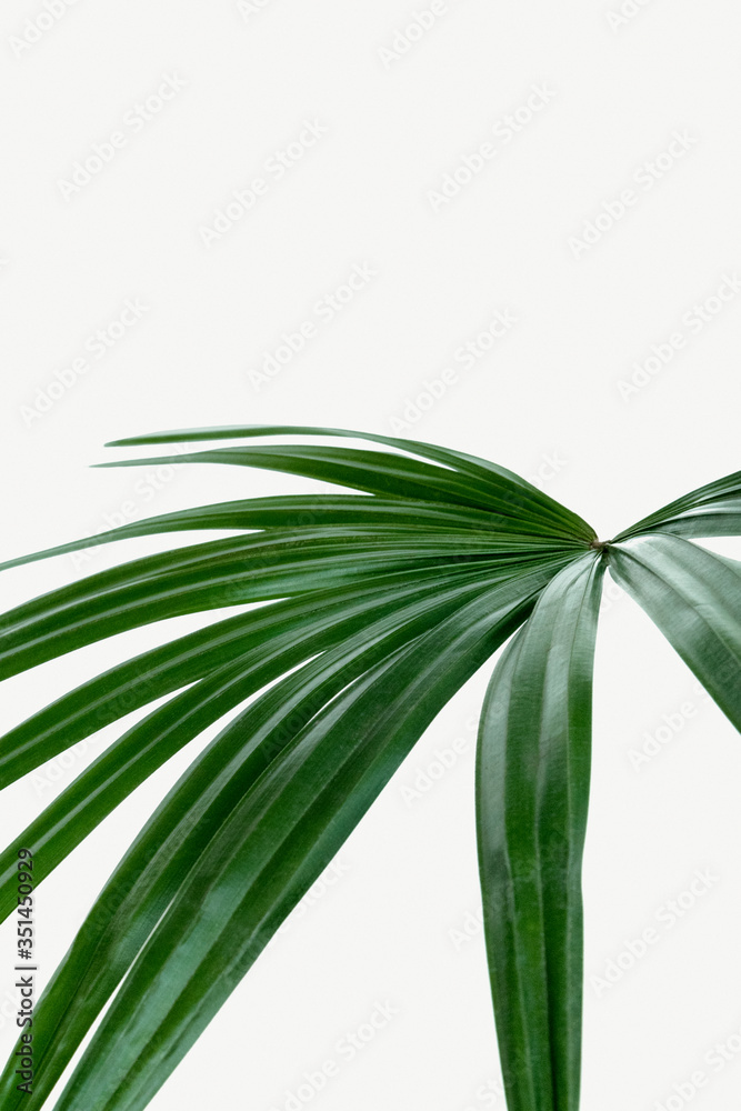 Fresh green palm leaf background