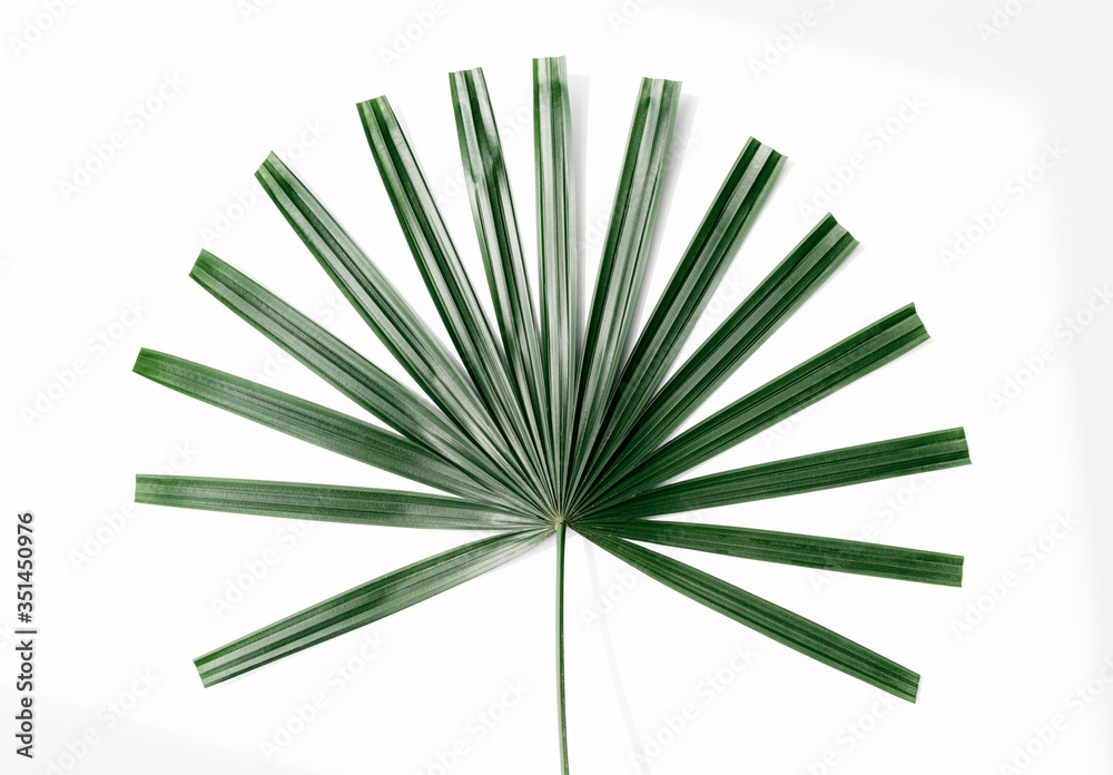 Fresh green fan palm leaf on an off white background