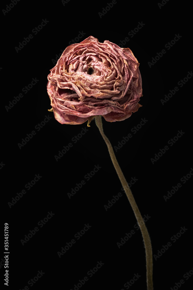 Dried pink buttercup flower on a black background