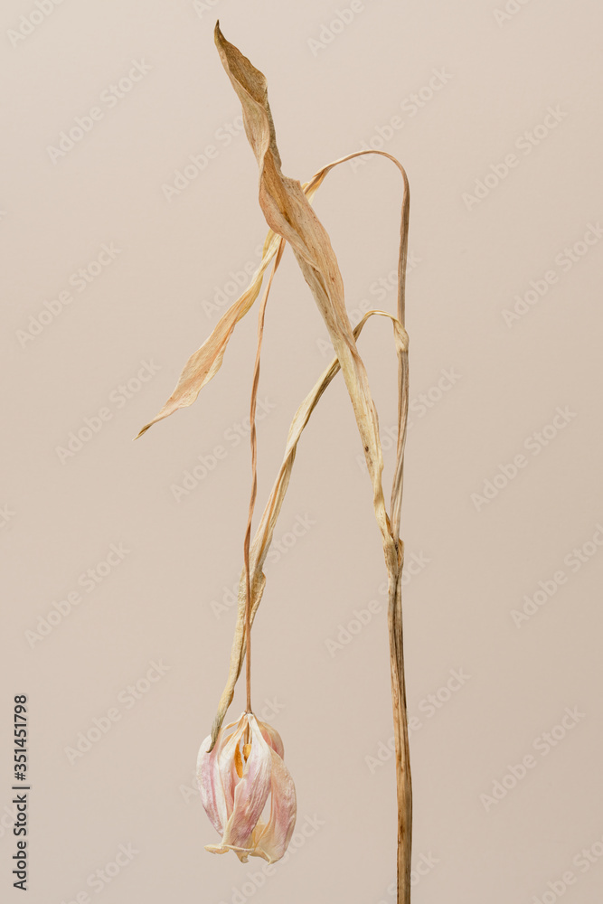 Dried tulip flower on a brown background