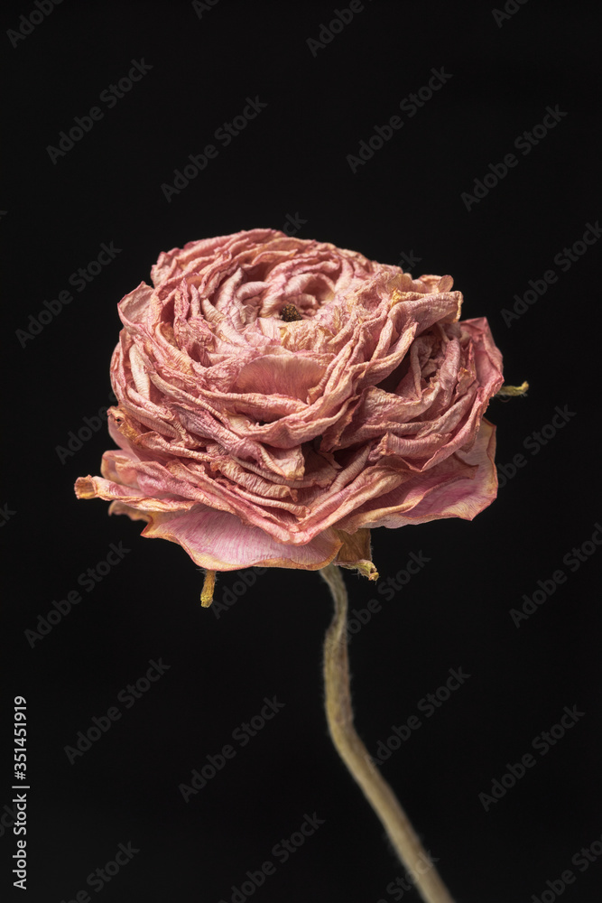 Dried pink buttercup flower on a black background