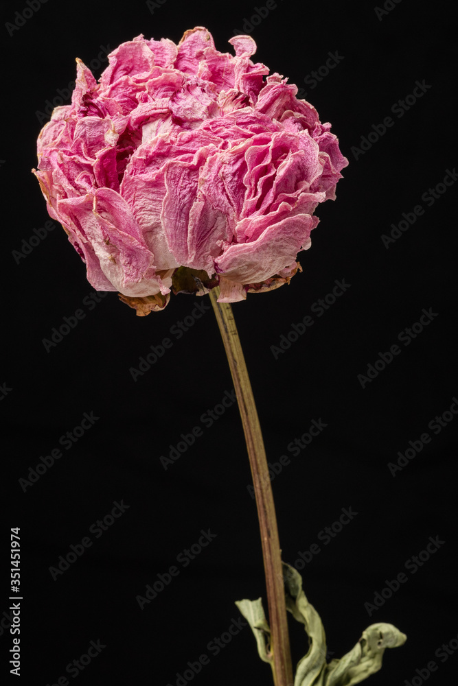 Dried pink peony flower on a black background