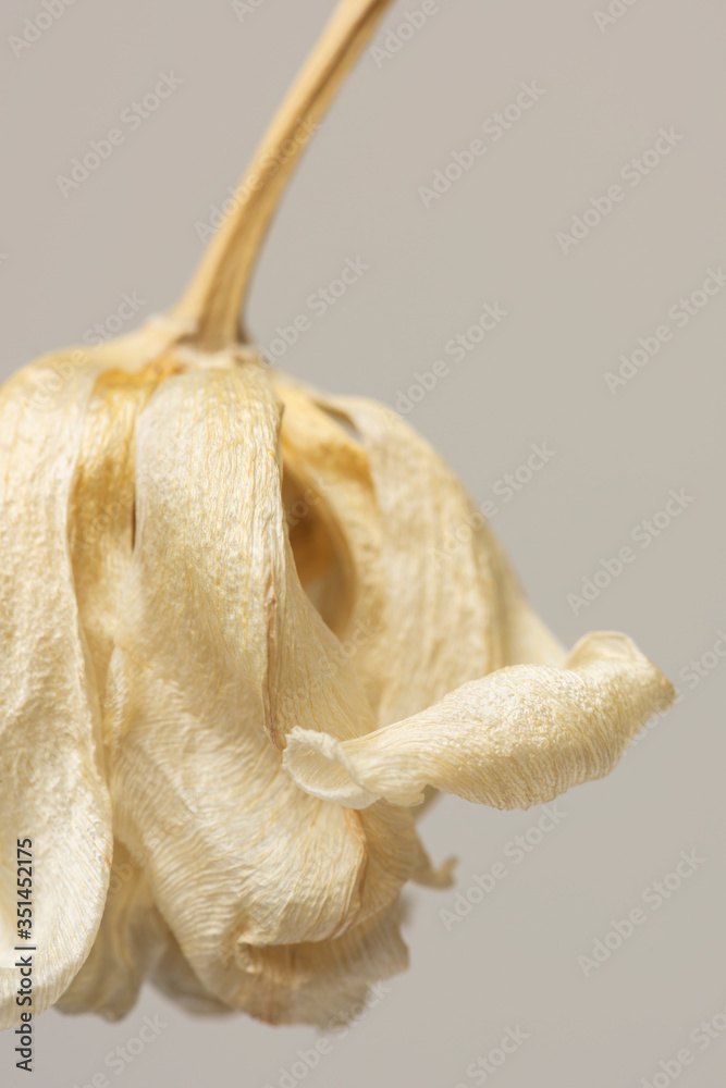 Dried tulip flower on a gray background