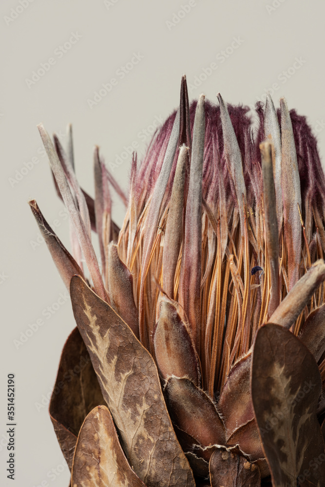 Dried pink protea with leaves on a gray background