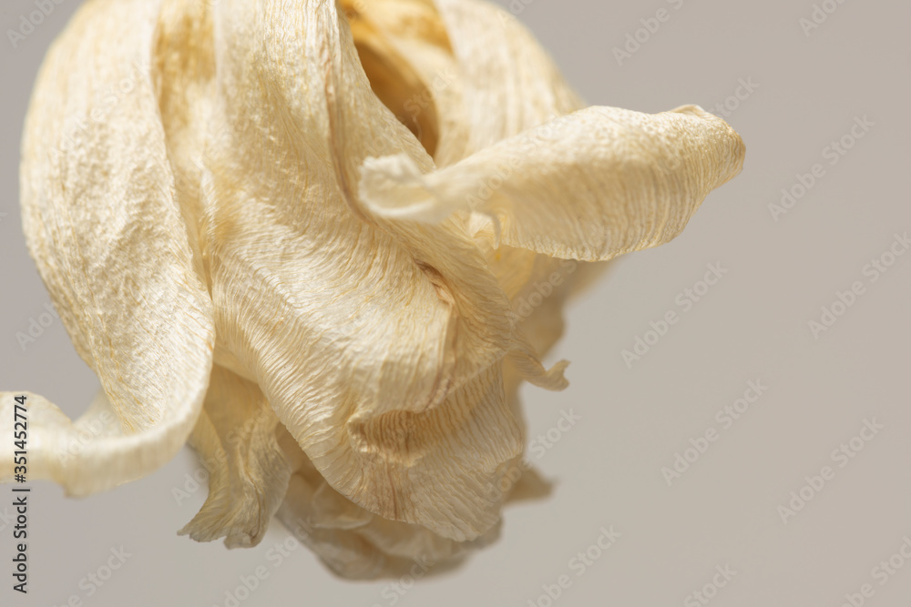 Dried tulip flower on a gray background