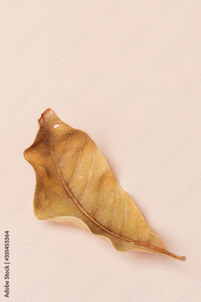 Dried brown leaf on a beige background