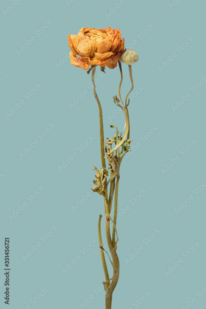 Dried orange ranunculus flower  on a blue background