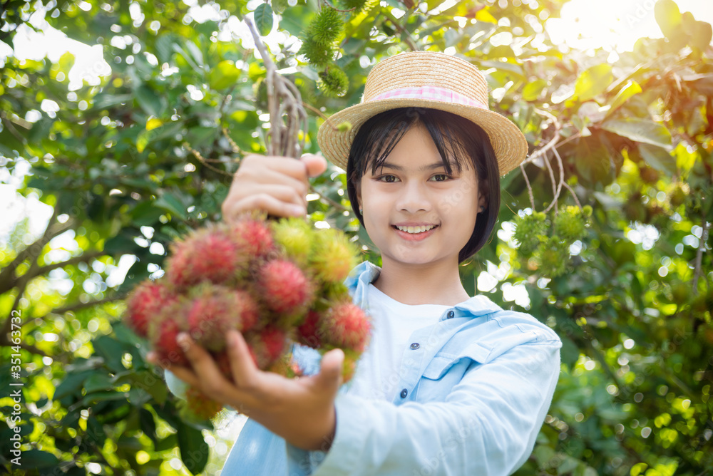 Young beautiful asian girl gardener harvest rambutan fruit in her organic fruit garden,Organic fruit