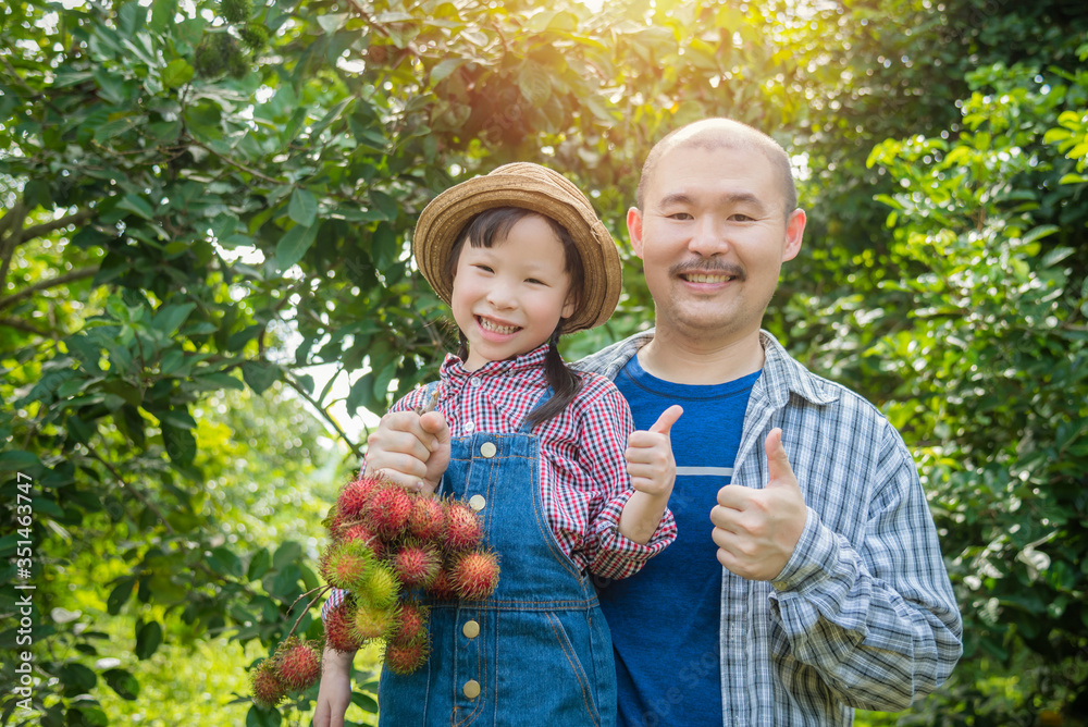 Asian male gardener and his daughter harvest rambutan fruit in his organic fruit garden,Organic frui