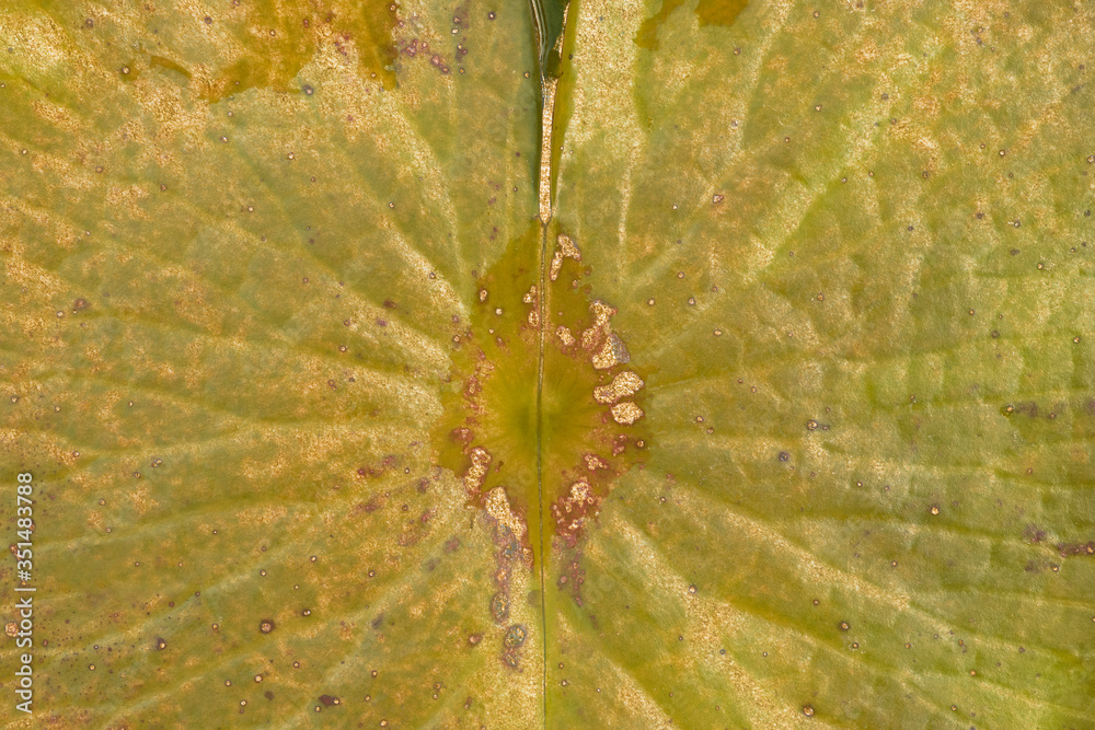 Gold glitter on water lily leaf macro background