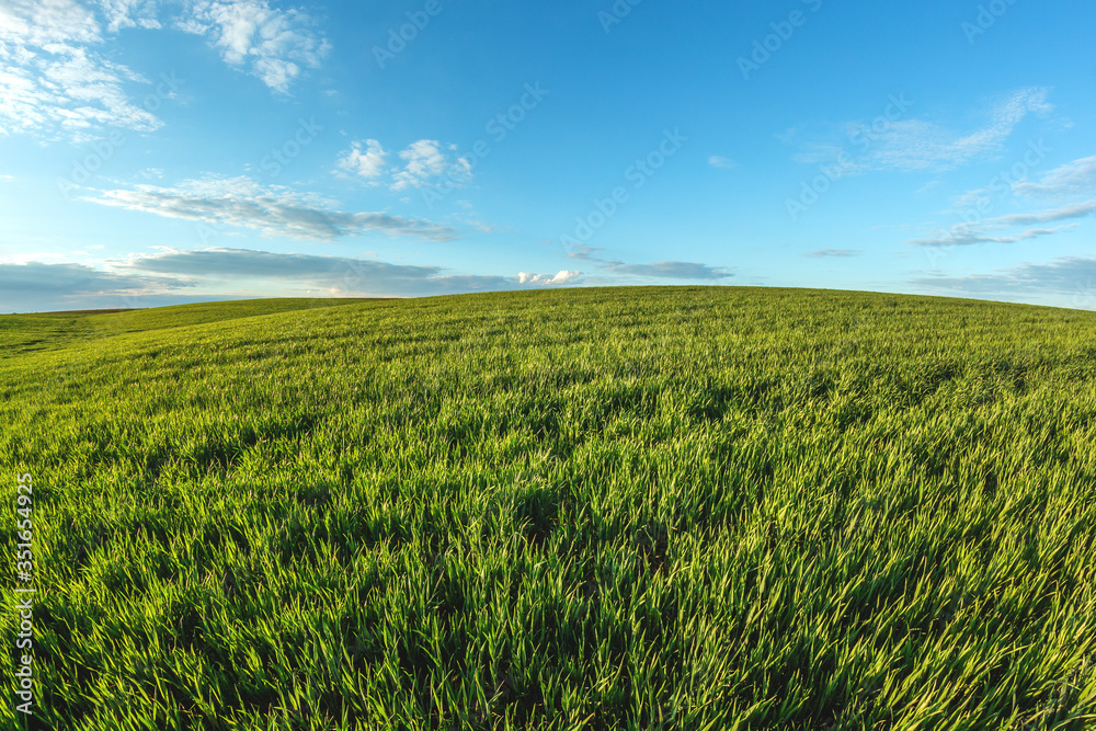 green agricultural field of sprouted young wheat on private agricultural land