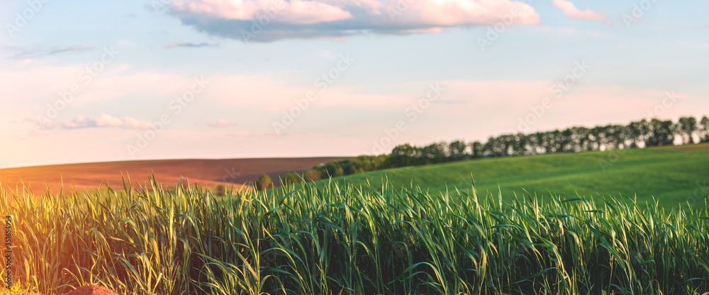 green agricultural field of sprouted young wheat on private agricultural land with trees on the hori