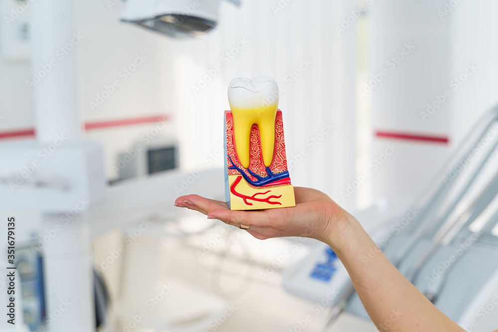 Educational model of jaw section with teeth on dentist cabinet background. Dentistry concept.