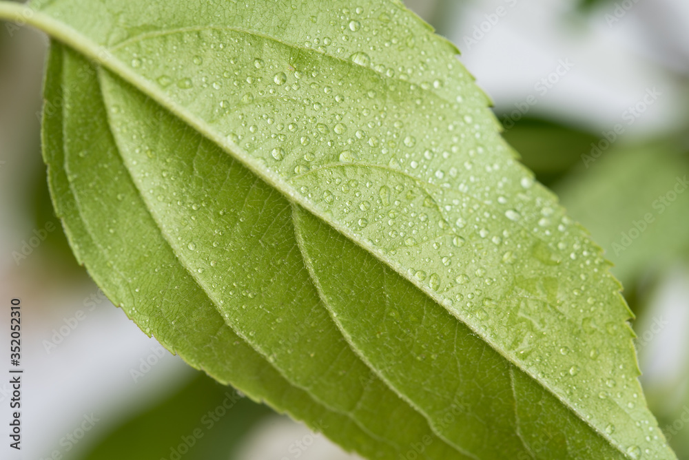 绿叶上的雨滴