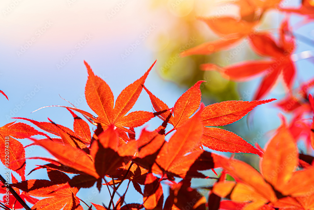 阳光下花园里秋天的红黄色日本枫叶。