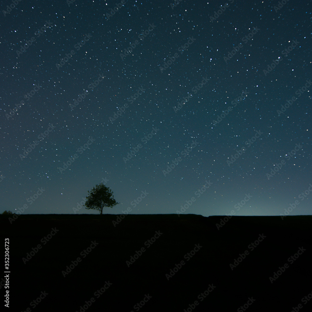 夜晚星空下的一棵树