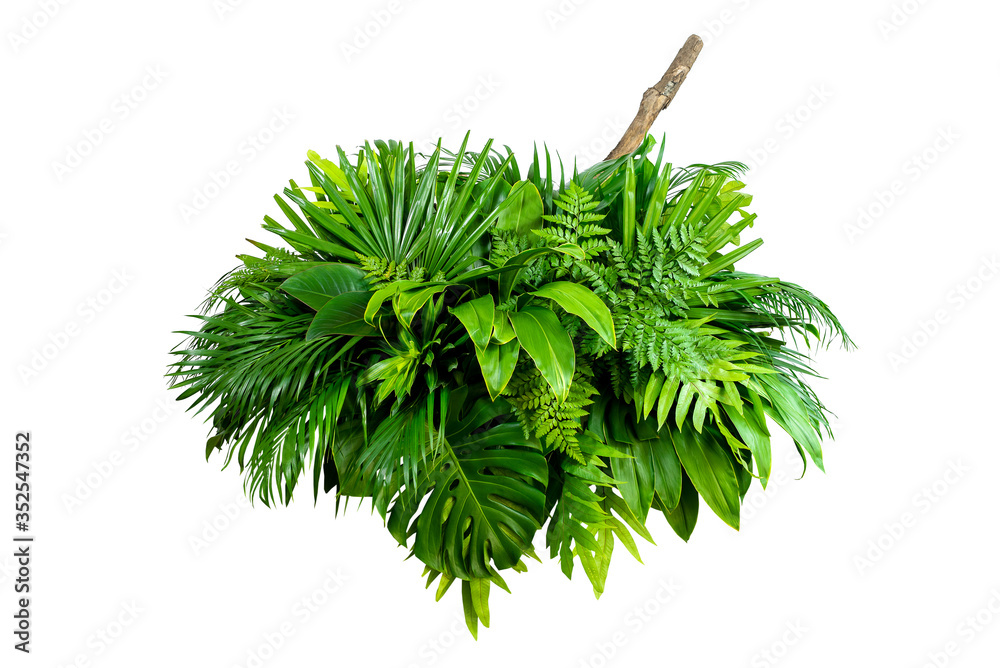 Group Green leaves tropical foliage plant bush of philodendron, dracaena and fern floral arrangment 