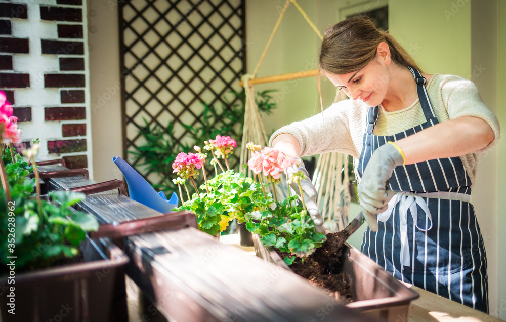 Woman planting flower on balcony at sunny spring day, home gardening