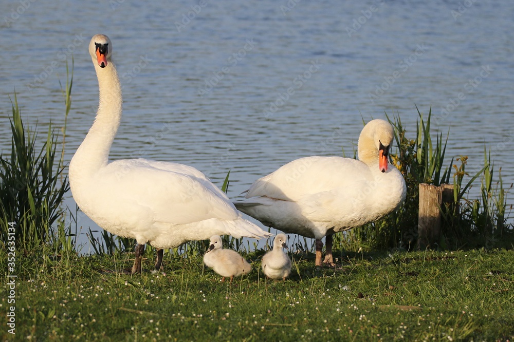 cygne tuberculé