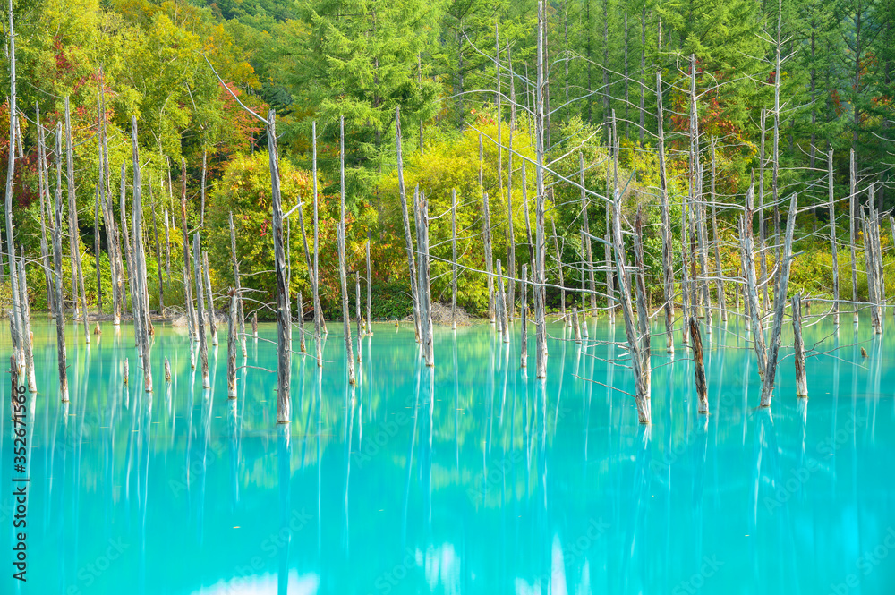 日本北海道别井町的白冈蓝池或aoike的美丽初秋景色。