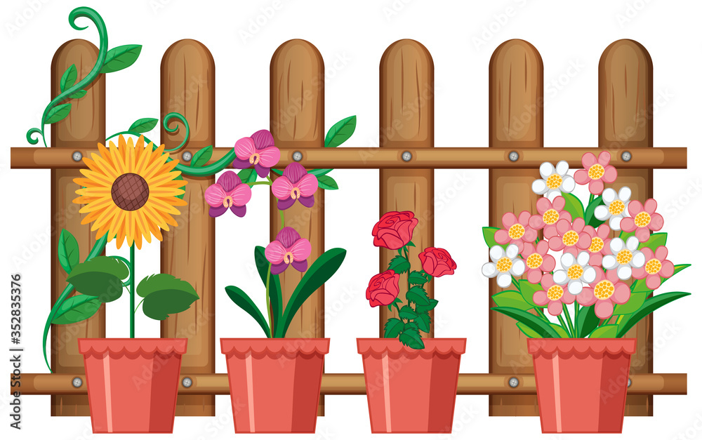 Beautiful flowers in pots on white background