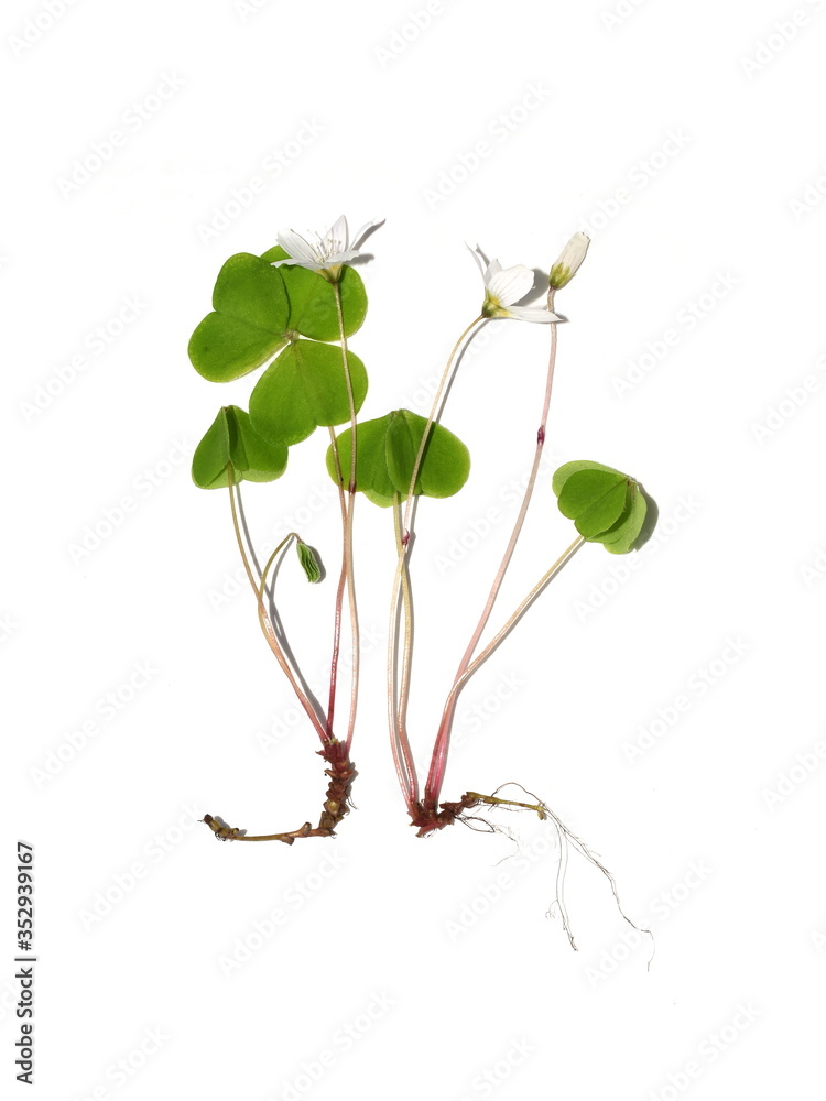 在白色背景下分离的普通木酢浆草（Oxalis acetosella）开花植物