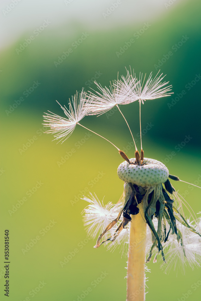 花头上留下的一些蒲公英种子的宏观图像。明亮的绿色背景