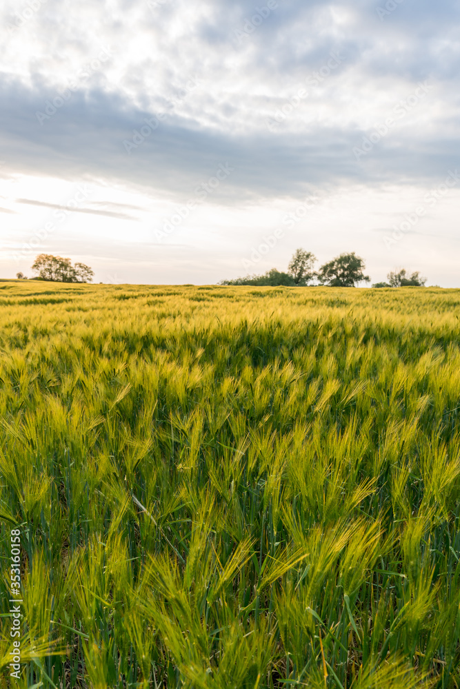 Barley grain field in a golden sunset