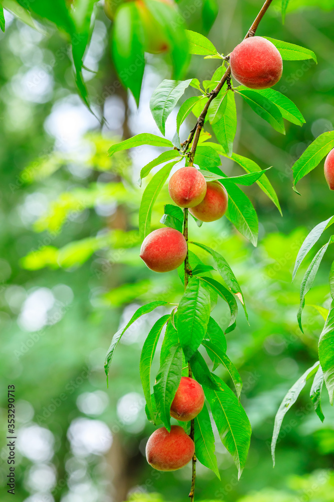 Ripe peach fruits growing on a peach tree in orchard.