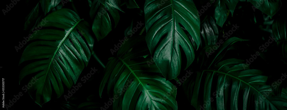 tropical leaf, abstract green leaf texture, nature background