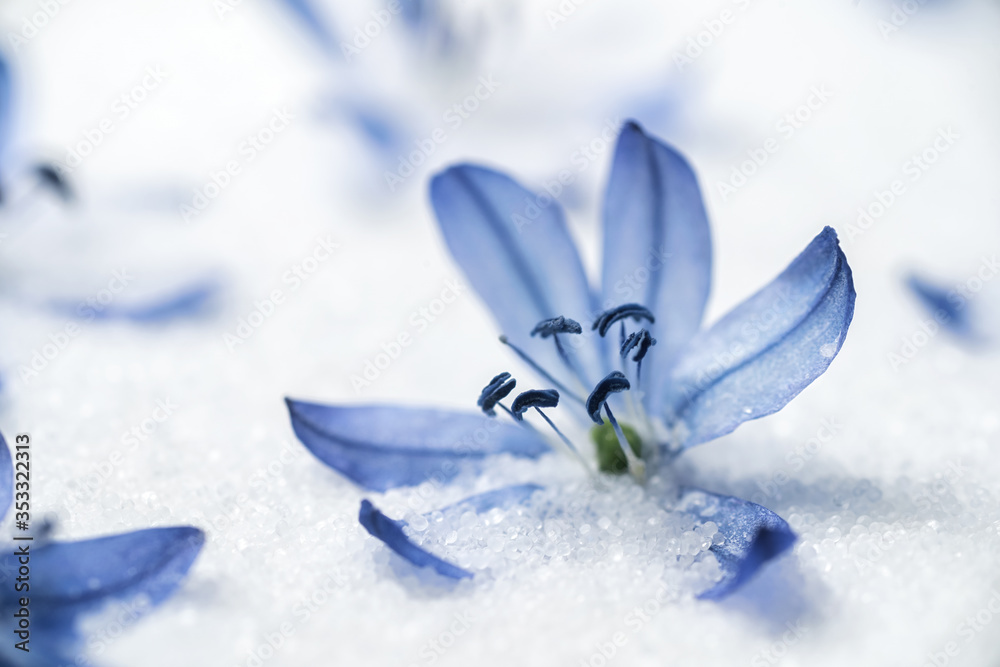 Spring flowers. Snowdrop on the white background