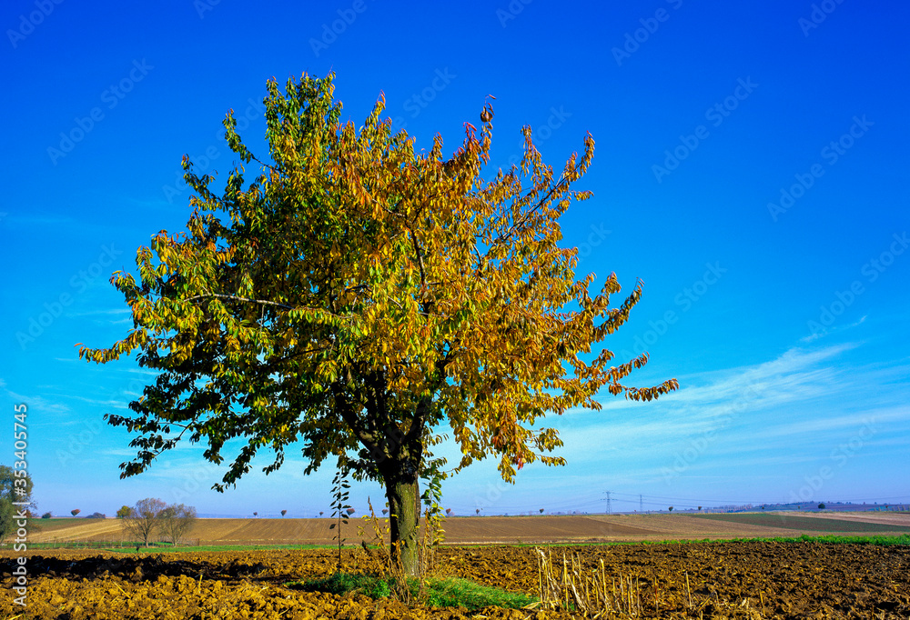 Cerisier solitaire dans les champs labourés à l'automne en Alsace en France