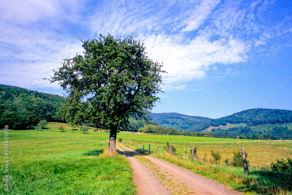 Arbre solitaire dans un pré au bord d'un chemin dans les montagnes vosgiennes en Alsace en France