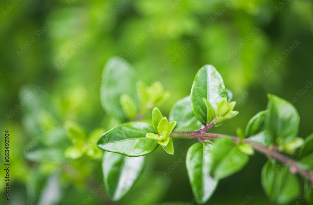 背景抽象模糊的春季绿叶