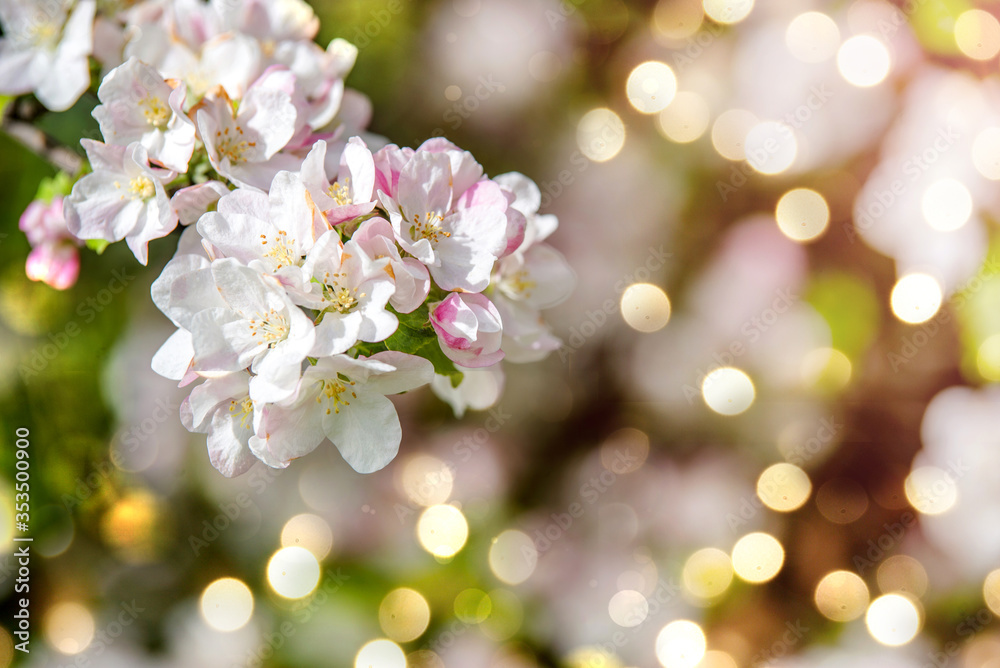 春天花园里的苹果树花枝