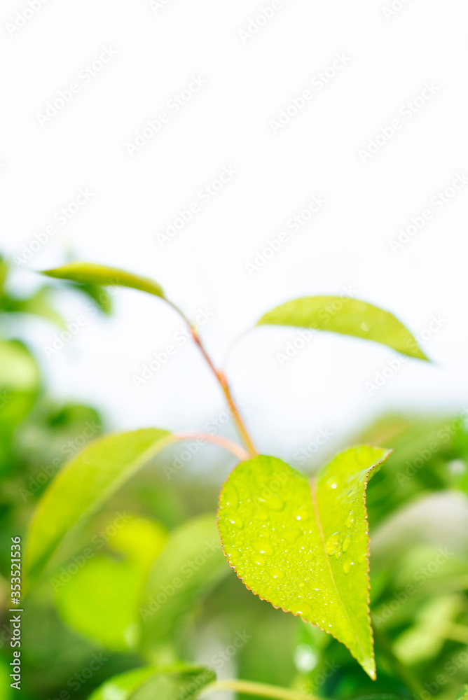 绿色新鲜多肉树叶，具有选择性聚焦和模糊的自然区域，从下方复制