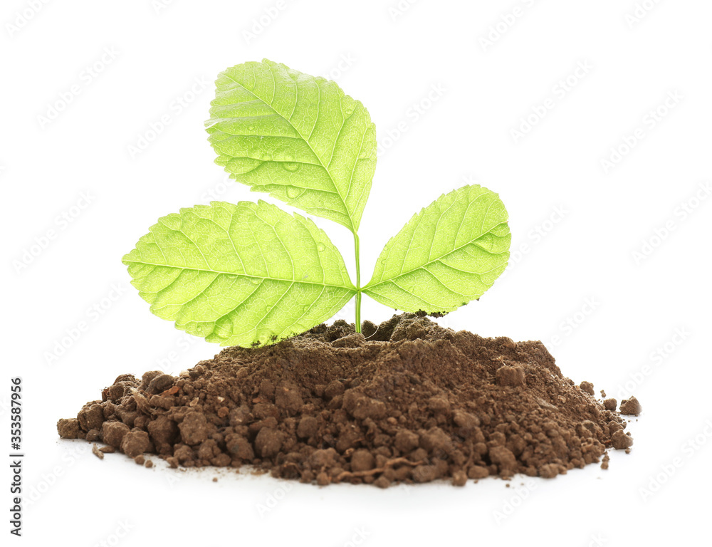 Heap of soil with young plant on white background