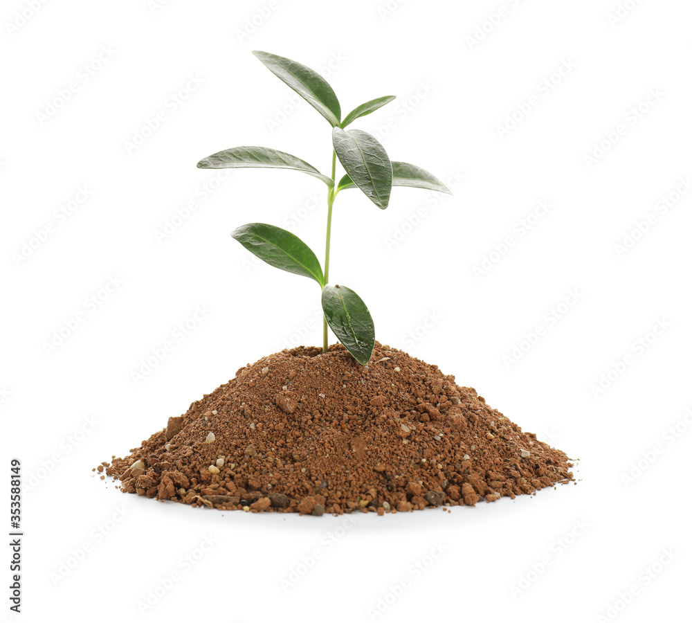 Heap of soil with young plant on white background