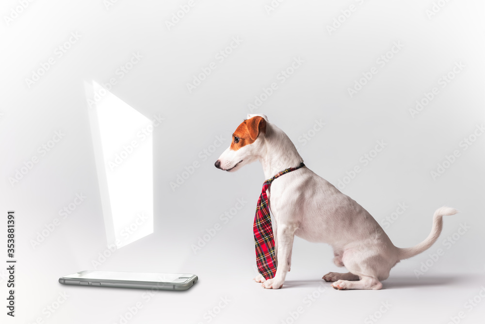 Cute jack russell terrier wear tie use smartphone look at 3d screen on white background, conceptual 