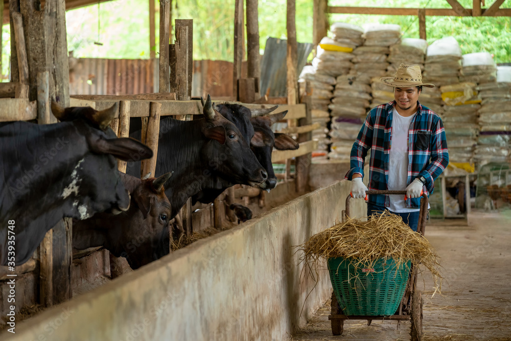 Farmer feeding beef cattle in farm,Agriculture industry,Farming, People and animal husbandry concept